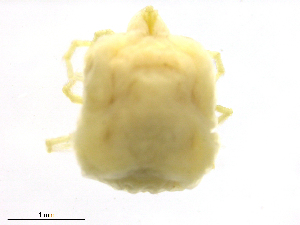  ( - HeBo170615Li4089)  @11 [ ] CreativeCommons - Attribution (2018) CBG Photography Group Centre for Biodiversity Genomics