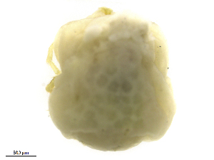  ( - Mayo170617Li4136)  @11 [ ] CreativeCommons - Attribution (2019) CBG Photography Group Centre for Biodiversity Genomics