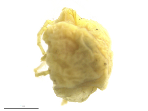  ( - Mayo170617Li4137)  @11 [ ] CreativeCommons - Attribution (2019) CBG Photography Group Centre for Biodiversity Genomics