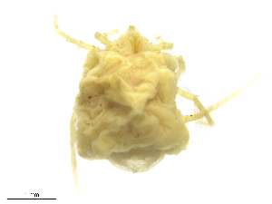  ( - Mayo170617Li4138)  @11 [ ] CreativeCommons - Attribution (2019) CBG Photography Group Centre for Biodiversity Genomics