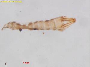  ( - RMNH.INS.30273)  @11 [ ] CreativeCommons  Attribution (by) (2025) Erik J. van Nieukerken-Naturalis Naturalis Biodiversity Center