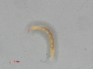  ( - RMNH.INS.31827)  @11 [ ] CreativeCommons  Attribution (by) (2025) Erik J. van Nieukerken-Naturalis Naturalis Biodiversity Center