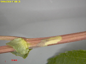  ( - RMNH.INS.31827)  @11 [ ] CreativeCommons  Attribution (by) (2025) Erik J. van Nieukerken-Naturalis Naturalis Biodiversity Center