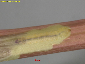  ( - RMNH.INS.31827)  @11 [ ] CreativeCommons  Attribution (by) (2025) Erik J. van Nieukerken-Naturalis Naturalis Biodiversity Center