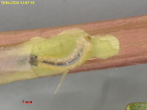  ( - RMNH.INS.31827)  @11 [ ] CreativeCommons  Attribution (by) (2025) Erik J. van Nieukerken-Naturalis Naturalis Biodiversity Center