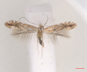  ( - RMNH.INS.25652)  @11 [ ] CreativeCommons  Attribution (by) (2025) Erik J. van Nieukerken-Naturalis Naturalis Biodiversity Center