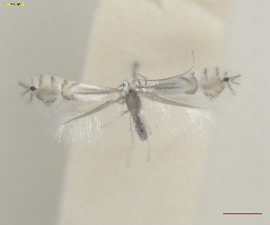  ( - RMNH.INS.25657)  @11 [ ] CreativeCommons  Attribution (by) (2025) Erik J. van Nieukerken-Naturalis Naturalis Biodiversity Center