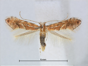  (Phyllonorycter QuercusspinosaTw - RMNH.5007899)  @14 [ ] CreativeCommons - Attribution Non-Commercial Share-Alike (2015) Unspecified Naturalis Biodiversity Centre