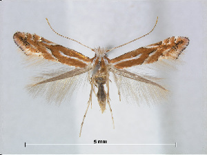  (Phyllonorycter CarpinusTaiwan - RMNH.5007900)  @14 [ ] CreativeCommons - Attribution Non-Commercial Share-Alike (2015) Unspecified Naturalis Biodiversity Centre