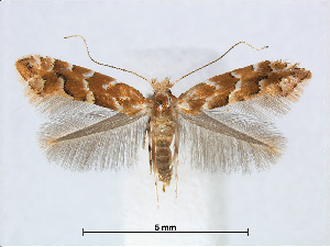  (Phyllonorycter AlnusTaiwan - RMNH.5007903)  @15 [ ] CreativeCommons - Attribution Non-Commercial Share-Alike (2015) Unspecified Naturalis Biodiversity Centre