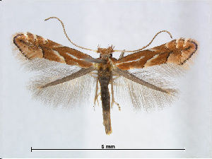  (Phyllonorycter cerasicolella - RMNH.5007906)  @15 [ ] CreativeCommons - Attribution Non-Commercial Share-Alike (2015) Unspecified Naturalis Biodiversity Centre