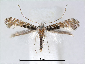  (Eumetriochroa TetrapanaxTaiwan - RMNH.5007931)  @14 [ ] CreativeCommons - Attribution Non-Commercial Share-Alike (2015) Unspecified Naturalis Biodiversity Centre