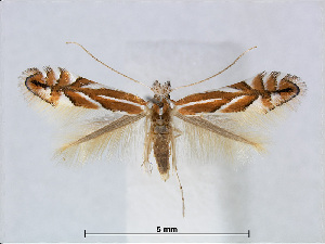  (Phyllonorycter esperella - RMNH.5007949)  @15 [ ] CreativeCommons - Attribution Non-Commercial Share-Alike (2015) Unspecified Naturalis Biodiversity Centre