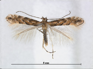  (Phyllonorycter hikosana - RMNH.5007959)  @15 [ ] CreativeCommons - Attribution Non-Commercial Share-Alike (2015) Unspecified Naturalis Biodiversity Centre