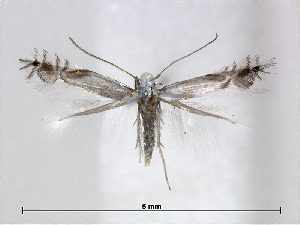  (Phyllocnistis cornella - RMNH.5007963)  @14 [ ] CreativeCommons - Attribution Non-Commercial Share-Alike (2015) Unspecified Naturalis Biodiversity Centre