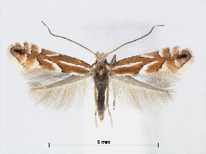  (Phyllonorycter AriaKorea - RMNH.5007979)  @14 [ ] CreativeCommons - Attribution Non-Commercial Share-Alike (2015) Unspecified Naturalis Biodiversity Centre