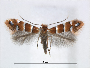  (Phyllonorycter stephanandrae - RMNH.5007981)  @14 [ ] CreativeCommons - Attribution Non-Commercial Share-Alike (2015) Unspecified Naturalis Biodiversity Centre