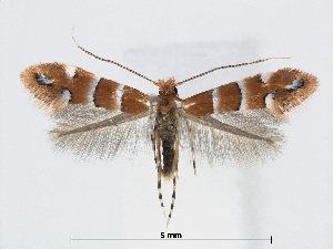  (Phyllonorycter stephanandrae - RMNH.5007982)  @14 [ ] CreativeCommons - Attribution Non-Commercial Share-Alike (2015) Unspecified Naturalis Biodiversity Centre