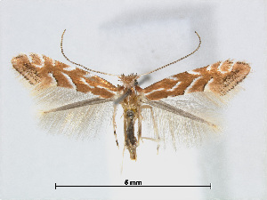  (Phyllonorycter styracis - RMNH.5007983)  @15 [ ] CreativeCommons - Attribution Non-Commercial Share-Alike (2015) Unspecified Naturalis Biodiversity Centre