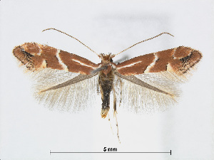  (Phyllonorycter celtidis - RMNH.5007984)  @14 [ ] CreativeCommons - Attribution Non-Commercial Share-Alike (2015) Unspecified Naturalis Biodiversity Centre