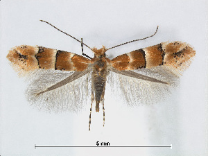  (Phyllonorycter zelkovae - RMNH.5007987)  @14 [ ] CreativeCommons - Attribution Non-Commercial Share-Alike (2015) Unspecified Naturalis Biodiversity Centre