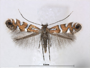  (Phyllonorycter trifoliella - RMNH.5013734)  @14 [ ] CreativeCommons - Attribution Non-Commercial Share-Alike (2015) Unspecified Naturalis Biodiversity Centre