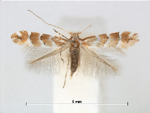  (Phyllonorycter stephanota - RMNH.5013757)  @15 [ ] CreativeCommons - Attribution Non-Commercial Share-Alike (2016) Unspecified Naturalis Biodiversity Center