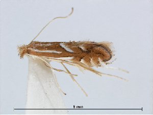  (Phyllonorycter matsudai - RMNH.INS.544242)  @13 [ ] CreativeCommons - Attribution Non-Commercial Share-Alike (2015) Unspecified Naturalis Biodiversity Centre