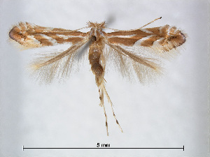  (Phyllonorycter rostrispinosa - RMNH.INS.544248)  @14 [ ] CreativeCommons - Attribution Non-Commercial Share-Alike (2015) Unspecified Naturalis Biodiversity Centre