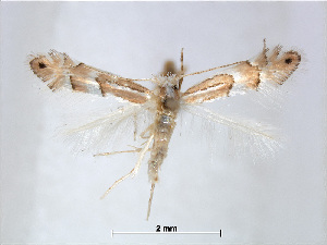  (Phyllonorycter kamijoi - RMNH.INS.544250)  @14 [ ] CreativeCommons - Attribution Non-Commercial Share-Alike (2015) Unspecified Naturalis Biodiversity Centre
