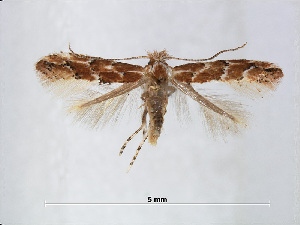  (Phyllonorycter tritorrhecta - RMNH.INS.544252)  @14 [ ] CreativeCommons - Attribution Non-Commercial Share-Alike (2015) Unspecified Naturalis Biodiversity Centre