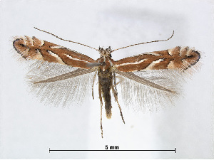  (Phyllonorycter ringoniella - RMNH.INS.544257)  @15 [ ] CreativeCommons - Attribution Non-Commercial Share-Alike (2015) Unspecified Naturalis Biodiversity Centre