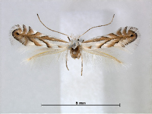  (Phyllonorycter nigristella - RMNH.INS.544263)  @14 [ ] CreativeCommons - Attribution Non-Commercial Share-Alike (2015) Unspecified Naturalis Biodiversity Centre