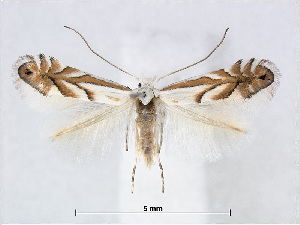  (Phyllonorycter nigristella - RMNH.INS.544264)  @14 [ ] CreativeCommons - Attribution Non-Commercial Share-Alike (2015) Unspecified Naturalis Biodiversity Centre