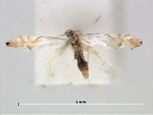  (Phyllonorycter clemensella - RMNH.INS.544282)  @13 [ ] CreativeCommons - Attribution Non-Commercial Share-Alike (2015) Unspecified Naturalis Biodiversity Centre