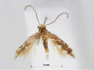  (Phyllonorycter jabalshamsi - RMNH.INS.544314)  @14 [ ] CreativeCommons - Attribution Non-Commercial Share-Alike (2015) Unspecified Naturalis Biodiversity Centre