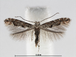  (Phyllonorycter salicifoliella - RMNH.INS.552266)  @15 [ ] CreativeCommons - Attribution Non-Commercial Share-Alike (2012) Naturalis, Biodiversity Centre Naturalis, Biodiversity Centre