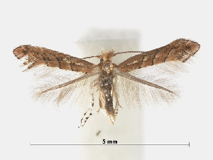  (Phyllonorycter PterocaryaVietnam - RMNH.INS.552296)  @14 [ ] CreativeCommons - Attribution Non-Commercial Share-Alike (2012) Naturalis, Biodiversity Centre Naturalis, Biodiversity Centre