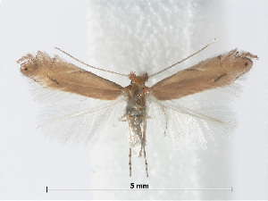  (Phyllonorycter delitella - RMNH.INS.552299)  @14 [ ] CreativeCommons - Attribution Non-Commercial Share-Alike (2012) Naturalis, Biodiversity Centre Naturalis, Biodiversity Centre