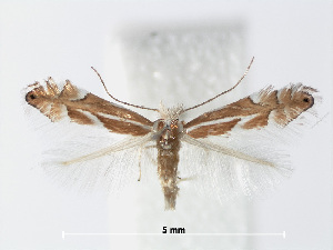  (Phyllonorycter mannii - RMNH.INS.554145)  @14 [ ] CreativeCommons - Attribution Non-Commercial Share-Alike (2012) Naturalis, Biodiversity Centre Naturalis, Biodiversity Centre