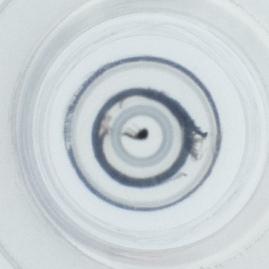  ( - WOXF_026_H6)  @11 [ ] by  Genome Research Ltd as Wellcome Sanger Institute Genome Research Limited operating as Wellcome Sanger Institute