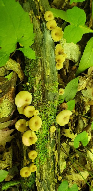  (Lentinellus subaustralis - WPAMC22-2918)  @11 [ ] CreativeCommons - Attribution Non-Commercial (2022) Cara Coulter Western Pennsylvania Mushroom Club
