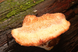  ( - MF78430)  @11 [ ] CreativeCommons - Attribution Non-Commercial (2021) Cara Coulter Western Pennsylvania Mushroom Club