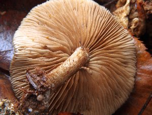  ( - MF78437)  @11 [ ] CreativeCommons - Attribution Non-Commercial (2021) Cara Coulter Western Pennsylvania Mushroom Club