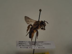  (Andrena leptopyga - TJW_168)  @11 [ ] nrr (2021) Unspecified Thomas Wood