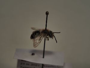  (Andrena albofasciata - TJW_186)  @11 [ ] nrr (2021) Unspecified Thomas Wood