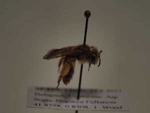  (Andrena senecionis - TJW_206)  @11 [ ] nrr (2021) Unspecified Thomas Wood