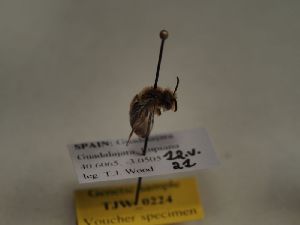 (Andrena murana - TJW_224)  @11 [ ] nrr (2021) Unspecified Thomas Wood