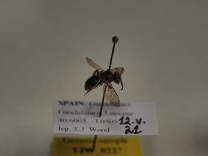  (Andrena ventricosa - TJW_227)  @11 [ ] nrr (2021) Unspecified Thomas Wood
