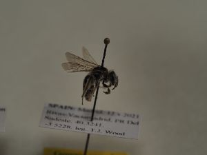  (Andrena monilia - TJW_229)  @11 [ ] nrr (2021) Unspecified Thomas Wood